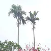 haola2510