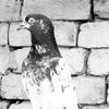 user4604027038778