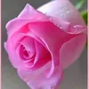 mirnamirna31691