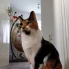 darrenbadger5