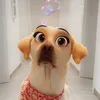 hundewelt_offiziell