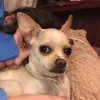 milkkaut