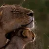 amaliisha_qalbi