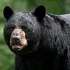 mrbear_32