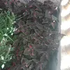 zaynabkaram3