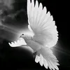 kararali334