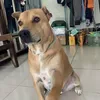 Luốt 🐶