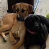 baxterandbellatherescues