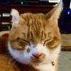 catmando_2