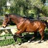sinclairstables