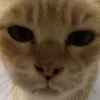 _misakibluu_
