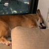daddycorgi