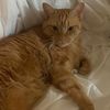 mrkitters3000