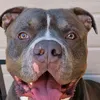 dollaramericanbully