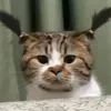 milocng