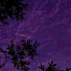 arinapipuka1