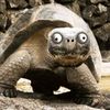djgheko