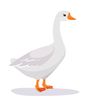 sharksharkgoose
