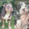 marlo_winston_bulldogs