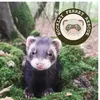 hockley_ferret_rescue