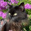 fl00fy_cat