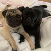 yukichocopugs