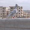 ⚜️راغب أبو سعيد ⚜️