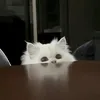 Hy