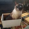 mycatsinabox