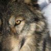 greywolf1118