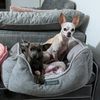 mimidabluechihuahua