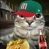 el_gato_mexicano_