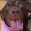 rebel_lious_puppy