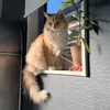 ymonkey1