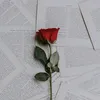 rip_trazyoshie