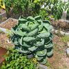 plantnannaofwdncclub