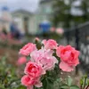 sergeevatatyana5