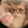 l.love.cats_