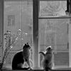 marwa_123a