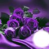 mauve_rose2025