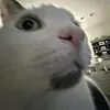 whonnrooonnn