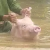 privetprekrasnayachauanh