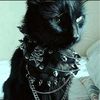 senpai_leifur