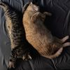 catburrito5202