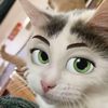 saraskitties
