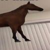 float_horse