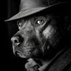 blackdog794withfedora