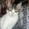lizinia13