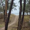 dizelek29