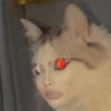 6loryhumanbeing